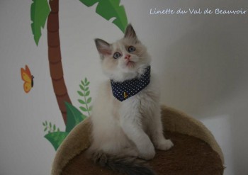 femelle blue bicolour - Chatterie Ragdolls du Val de Beauvoir